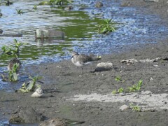 Calidris fuscicollis