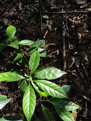 Tabernaemontana divaricata