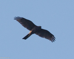 Accipiter cirrocephalus