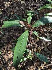 Ardisia lindleyana
