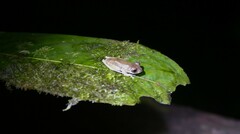 Leptomantis cyanopunctatus