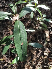 Ardisia lindleyana