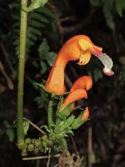 Centropogon granulosus