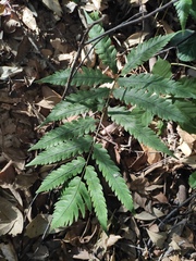 Woodwardia japonica