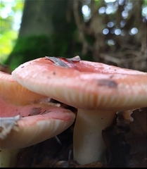 Russula mariae