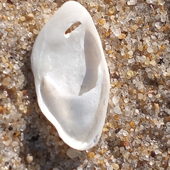 Crepidula plana