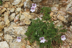 Erodium glandulosum