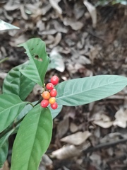 Psychotria asiatica