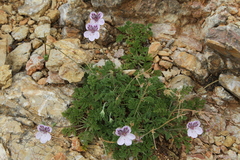 Erodium glandulosum