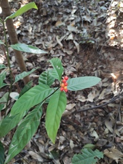Psychotria asiatica