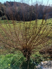 Salix viminalis