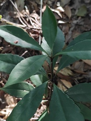 Ardisia crenata