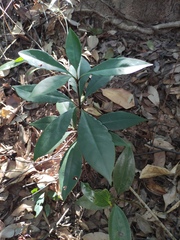 Ardisia crenata