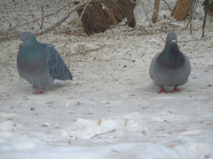 Columba livia domestica