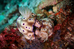 Hypselodoris tryoni