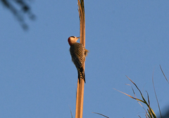 Melanerpes superciliaris