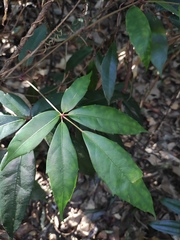 Heptapleurum heptaphyllum