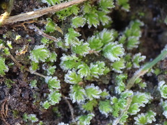 Fissidens bryoides