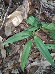 Smilax lanceifolia opaca