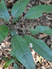 Heptapleurum heptaphyllum