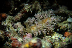 Marionia arborescens