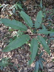 Heptapleurum heptaphyllum