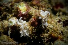 Phyllodesmium crypticum