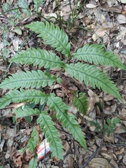 Woodwardia japonica