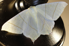 Ourapteryx sambucaria