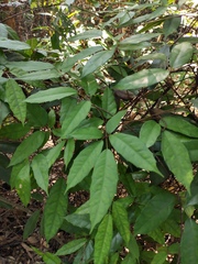 Tetrastigma hemsleyanum