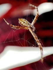 Argiope argentata