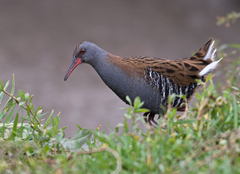 Water Rail photo 4