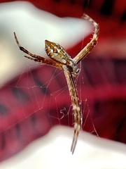 Argiope argentata