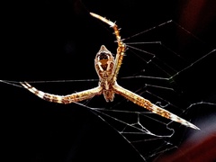 Argiope argentata