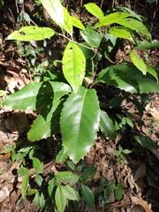 Helicia cochinchinensis