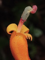 Centropogon granulosus