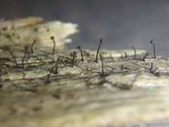 Chaenotheca brunneola