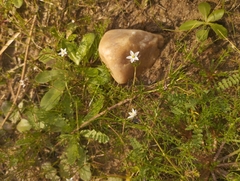 Spergula arvensis