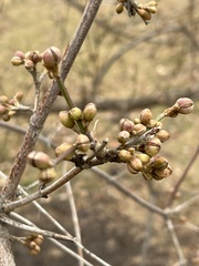 Cornus