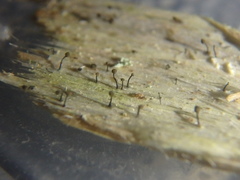 Chaenotheca brunneola