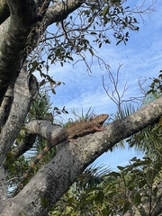 Iguana iguana