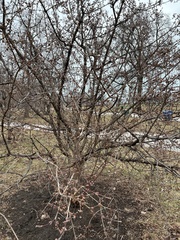 Cornus