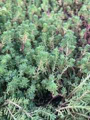 Sedum