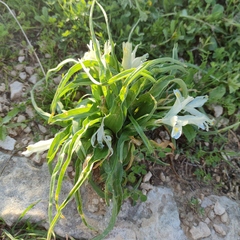Iris palaestina