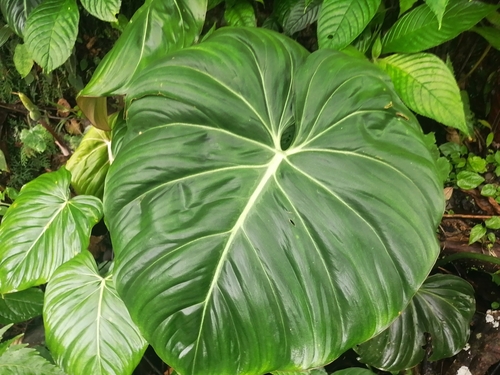 Philodendron gloriosum