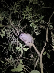 Mesembriomys gouldii