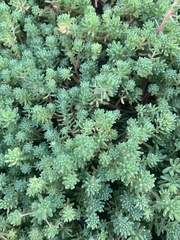 Sedum