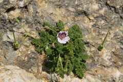 Erodium glandulosum