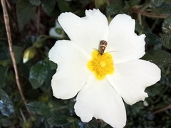 Adelidae