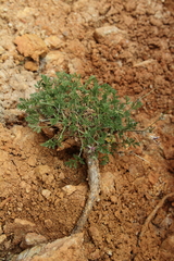 Erodium glandulosum